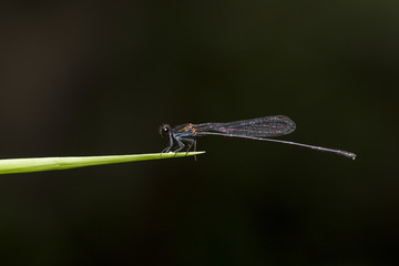 Portrait of damselfly - Black Threadtail (Prodasineura autumnalis)