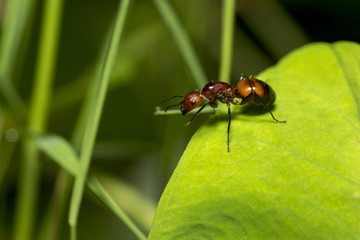 Portrait of  Ant  - Camponotus habereri