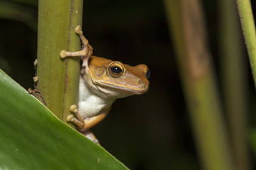 Portrait of frog - Spot-legged Tree Frog