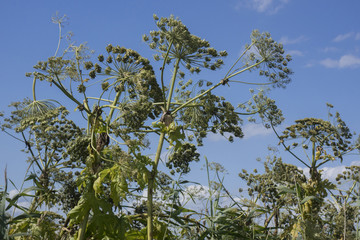 Riesen-Bärenklau, Heracleum mantegazzianum