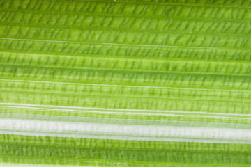 Detail of leaf