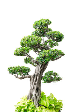 Bonsai tree, isolated over white background