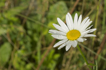 White camomile with raindrops on blurred background