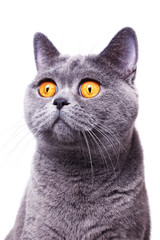  gray shorthair British cat