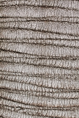 Texture Bark of Pine Tree