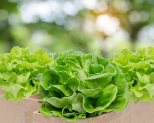 fresh green vegetables
