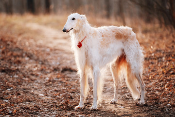 Dog Russian Borzoi Wolfhound Head , Outdoors Spring Autumn Time