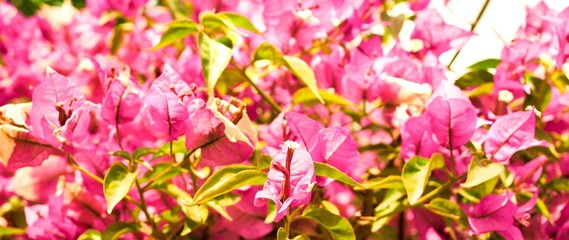 Shrub with pink flowers