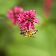 bee hangs under flower of persicaria amplexicaulis blackfield