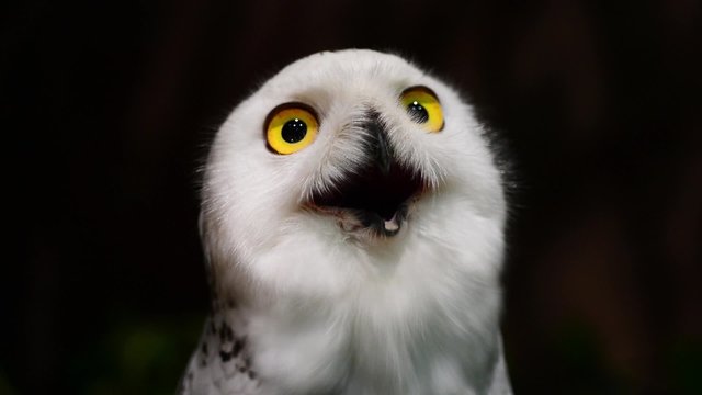 snowy Owl