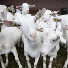 Fototapeta premium herd of white goats outside farm in holland