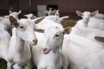 Fototapeta na wymiar herd of white goats outside farm in holland