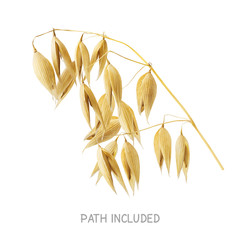 Yellow oat head isolated on white background