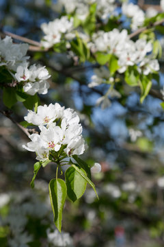 blossoming garden with pear trees in the spring