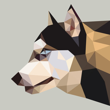 Siberian husky low polygon (vector illustration)