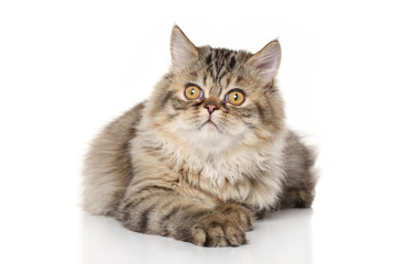 Persian kitten in front of white background