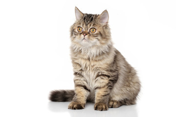 Persian kitten on white background
