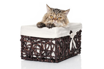 Persian kitten sits in basket on a white background