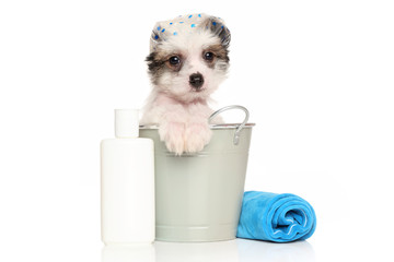 Chinese Crested dog puppy in the bath bucket