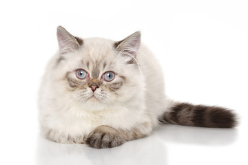 Persian shorthair cat