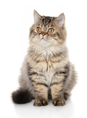 Persian cat