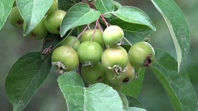 Zierapfel