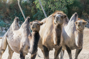 Three Bactrian camels in the zoo.A funny looking portrait.