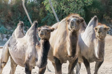 Photo sur Plexiglas Chameau Three Bactrian camels in the zoo.A funny looking portrait.