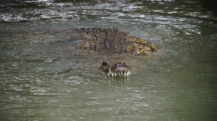 crocodile swims in the water