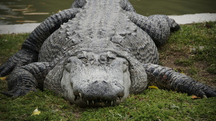 Crocodile sleeping on the grass
