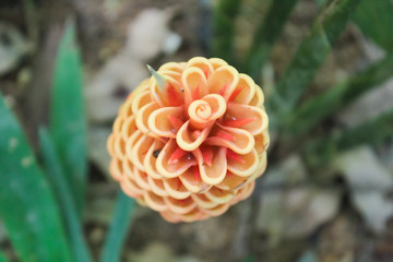 Galangal flowers