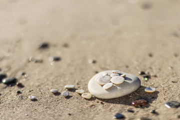 Shells and pebbles on the beach