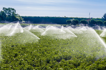 irrigation of farmland in the countryside in the north of Italy