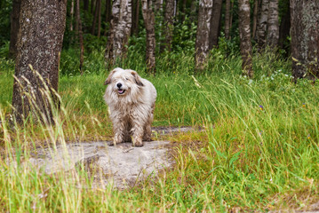 Dog in forest