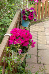 pink summer flowers / Flower pots on fence with pink petunias