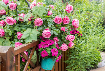 pink summer flowers / Flower garden with pink roses and petunias 