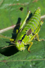 Grasshopper