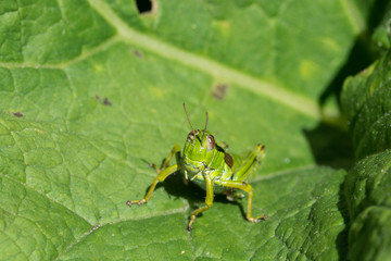 Grasshopper