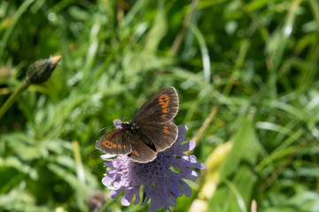 Woodland Ringlet, Rundaugen Mohrenfalter