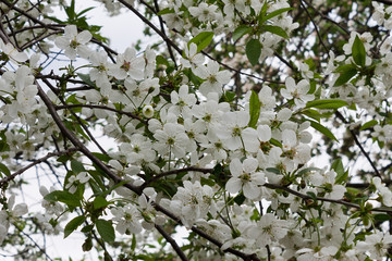 Background of the branches of cherry blossoms