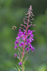 Purple flower with bee