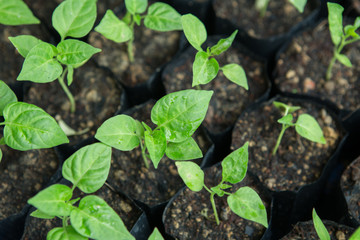 chilli seedling 