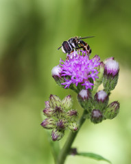 close up flower