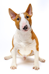 Sitting dog - funny breed bull terrier on white background, portrait 