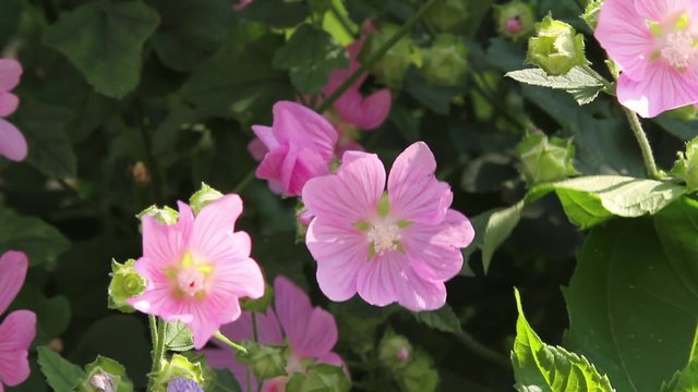 Bumblebee on the pink flowers on a windy suumer day