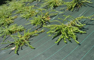 coton&eacute;aster, b&acirc;che de paillage