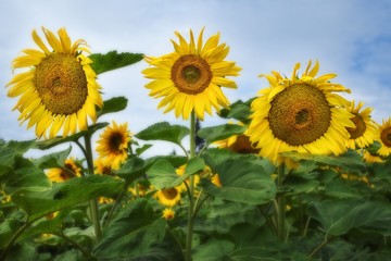 Obraz premium Sonnenblumen