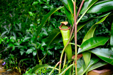 Flytrap plant in Thailand