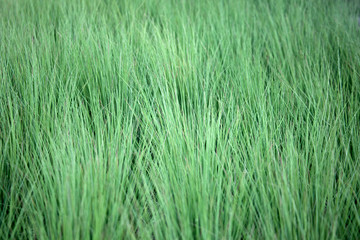 Field of a steppe feather grass