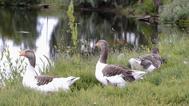 Geese by the village pond